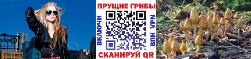 где найти   Раменское  Галлюциногенные грибы Psilocybine cubensis 